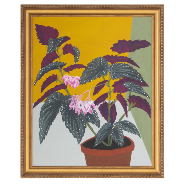 John Richard Michael Pfleghaar's Polka Dot Begonia