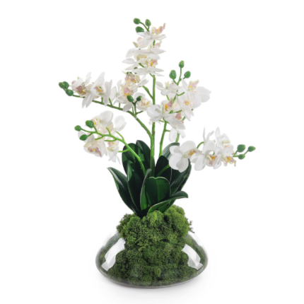 John Richard Petite Orchids