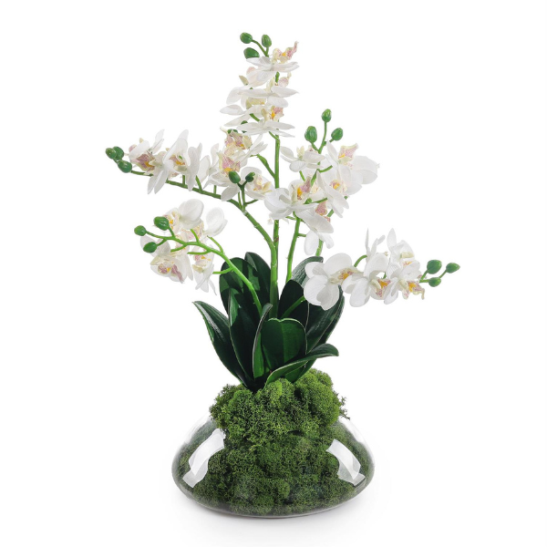 John Richard Petite Orchids