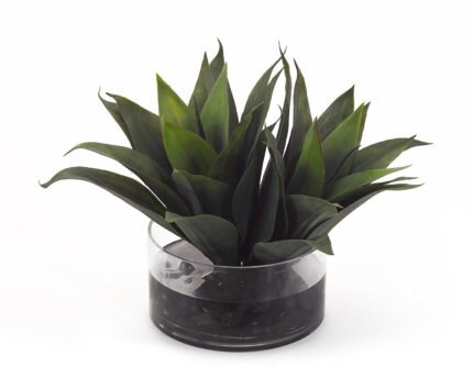 John Richard Aqua Agave