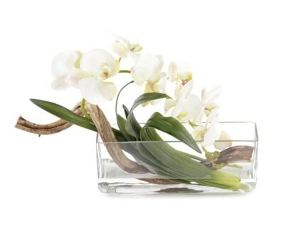 John Richard Curly Orchid